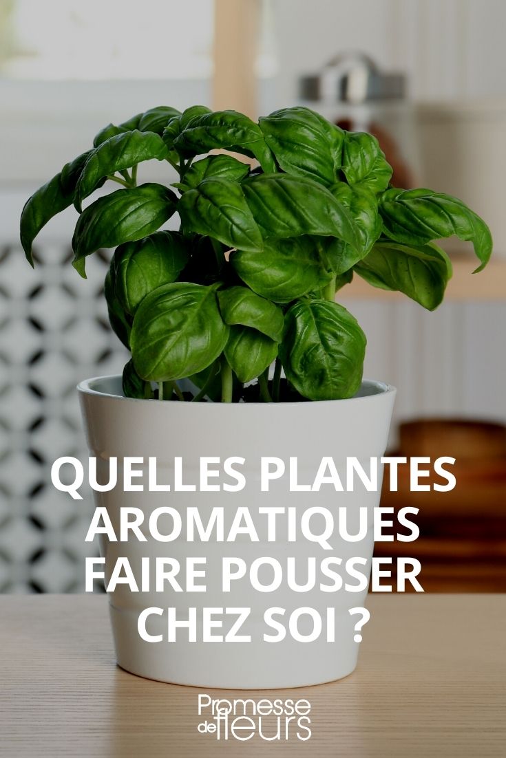 Plantes aromatiques en pot en intérieur : culture et récolte
