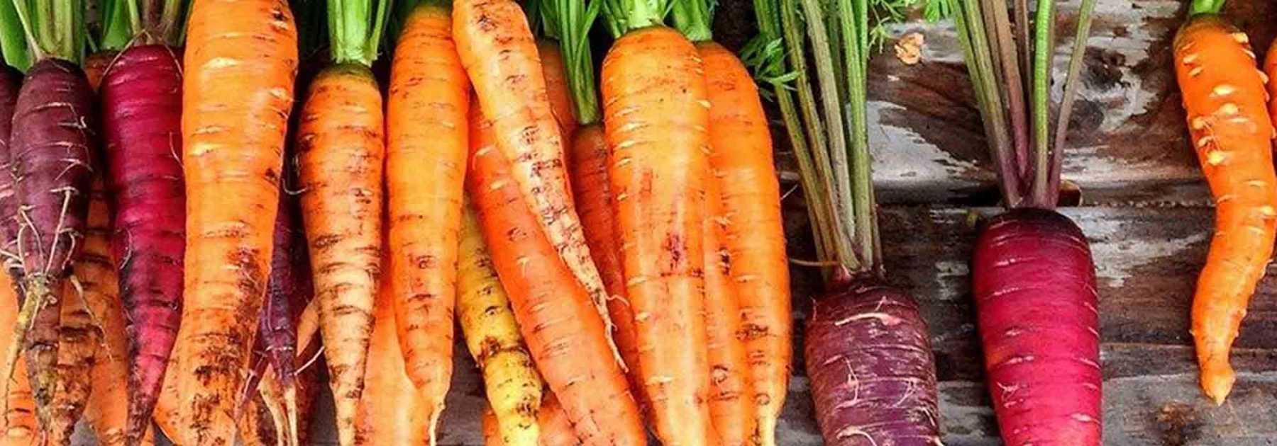 Bien choisir ses carottes : guide d'achat - Promesse de Fleurs