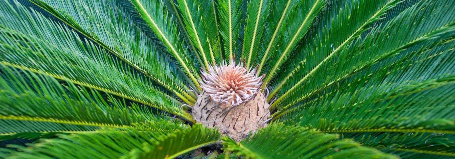 Palmier en pot : 7 espèces remarquables à cultiver en intérieur