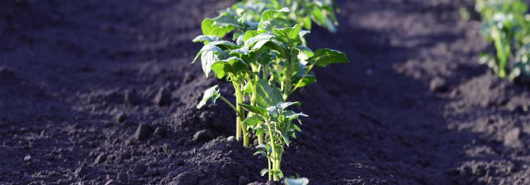 Comment analyser sa terre de jardin : pH du sol et autres caractéristiques