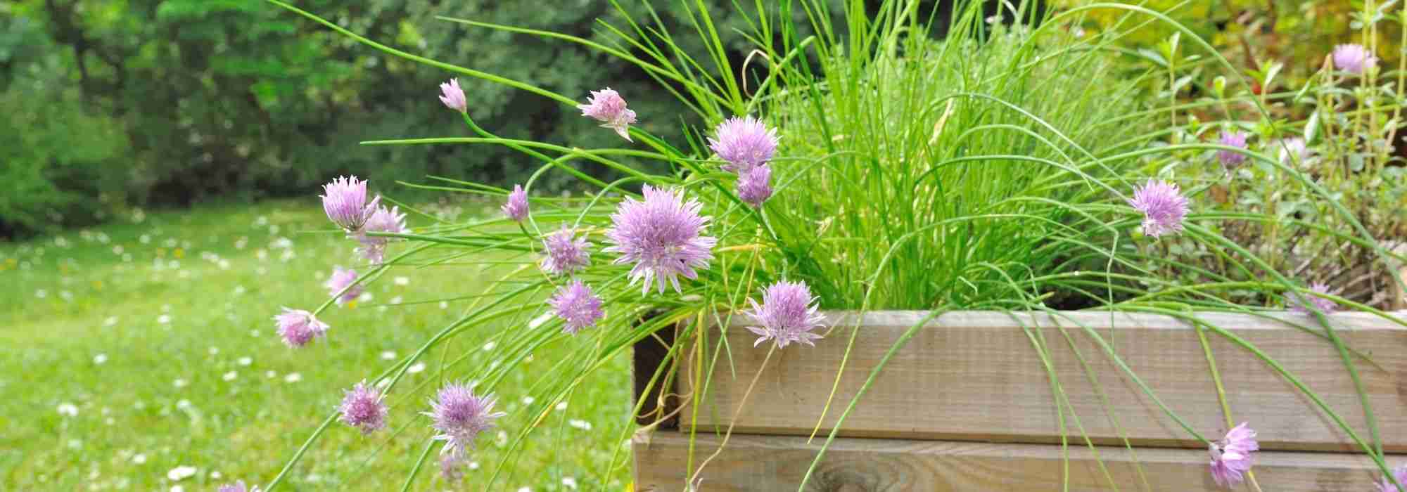 Plantes aromatiques Bio en jardinière