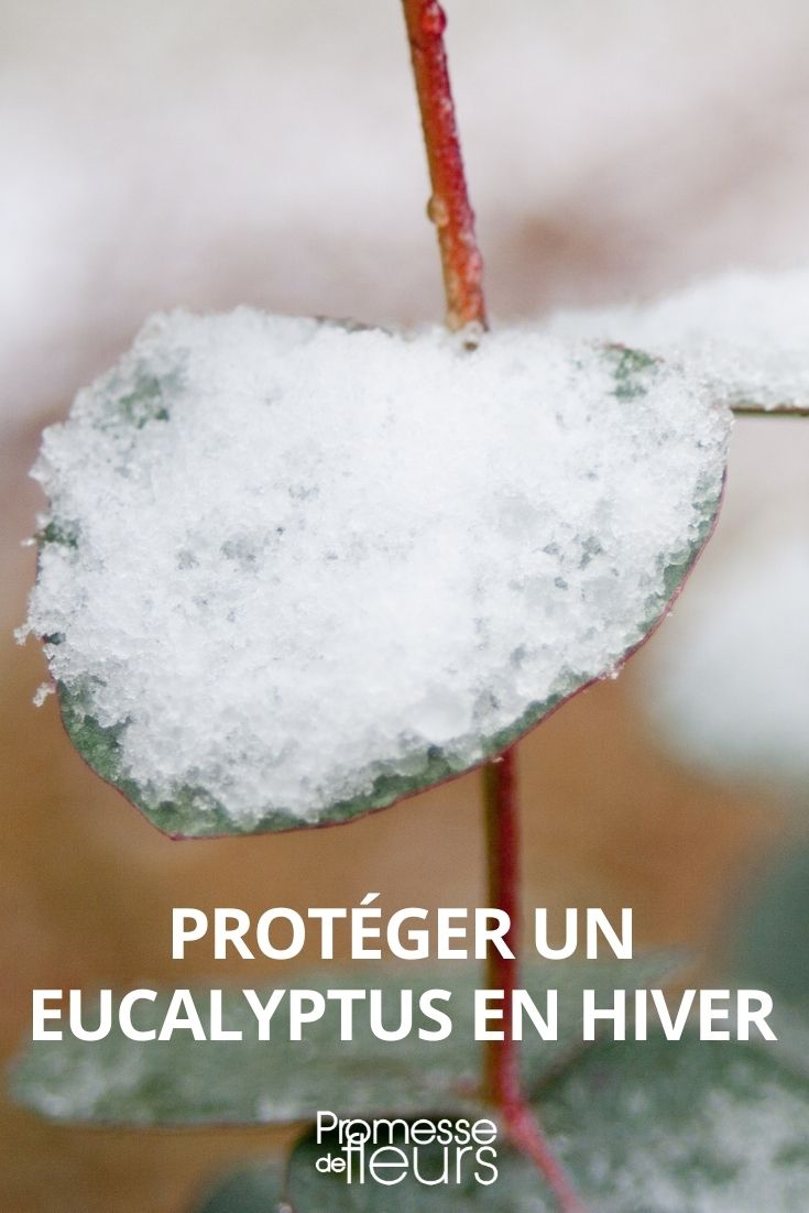 Protéger un olivier en pot durant l'hiver : ce qu'il ne faut pas oublier