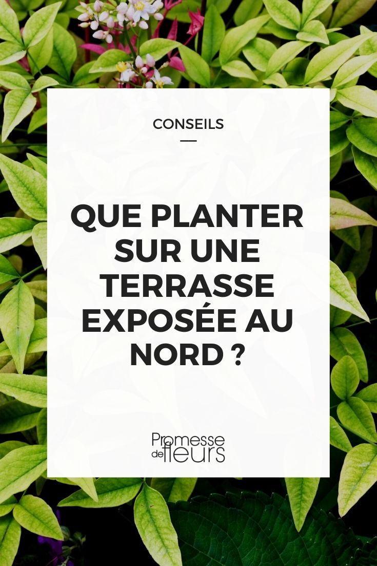 Quelle plante privilégier avec une exposition nord ? - Magazine