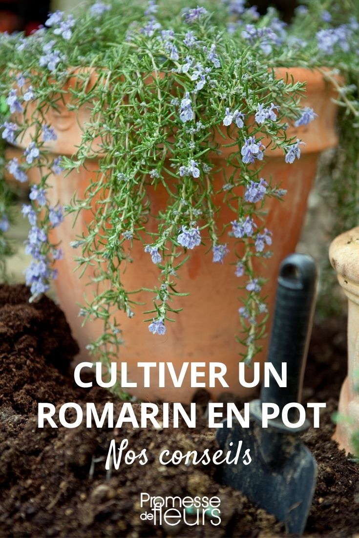 Romarin : plantation, culture et soin