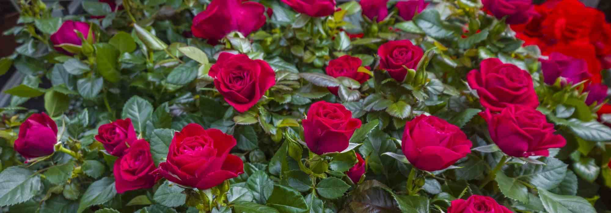 Comment cultiver un rosier en pot ? - Promesse de Fleurs