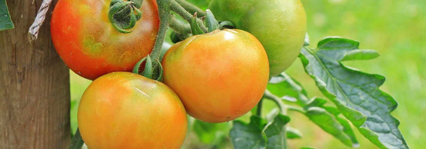 La tomate : fruit et légume de saison