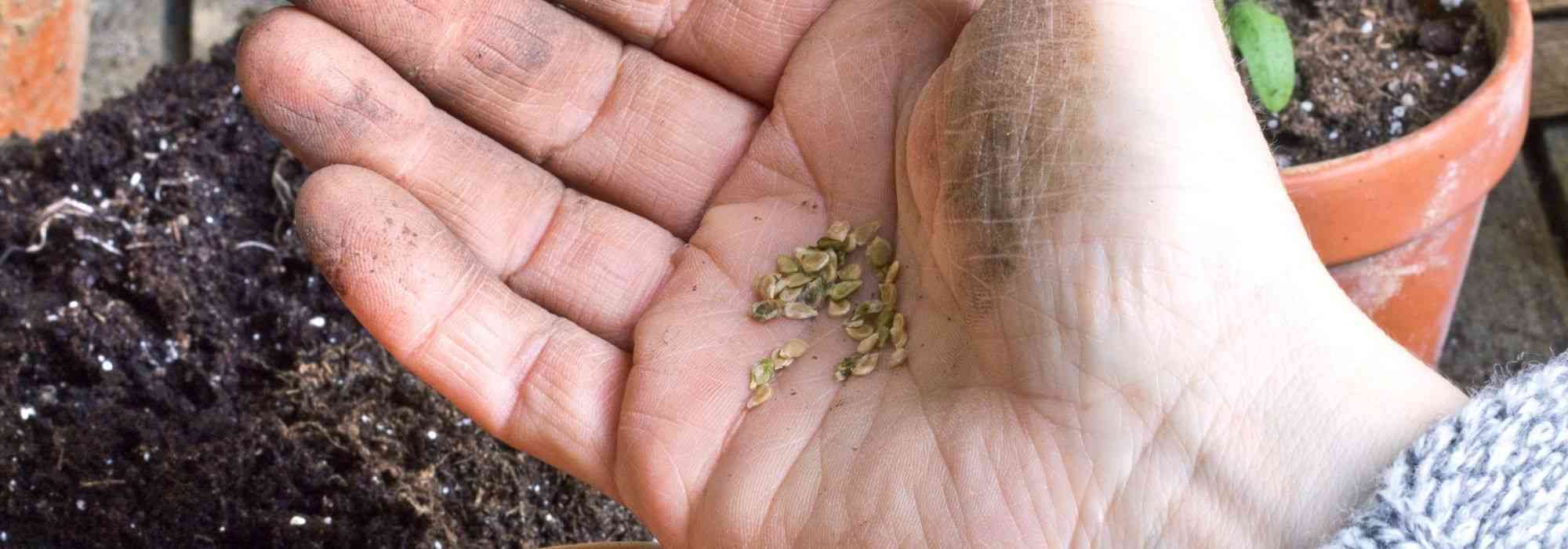 Comment les graines germent-elles ? Une expérience pour les enfants