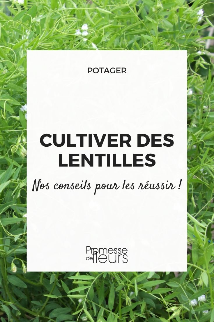 Les Lentilles vertes - mon-marché.fr