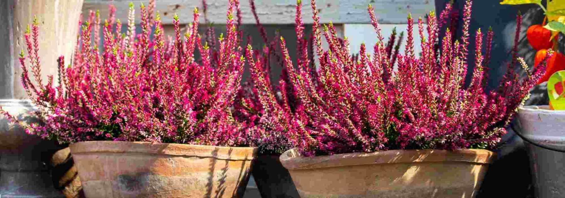 7 vivaces à cultiver en pot sur un balcon à l'Est - Promesse de Fleurs