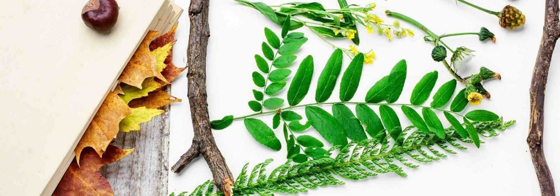 Comment faire un herbier avec les enfants ?