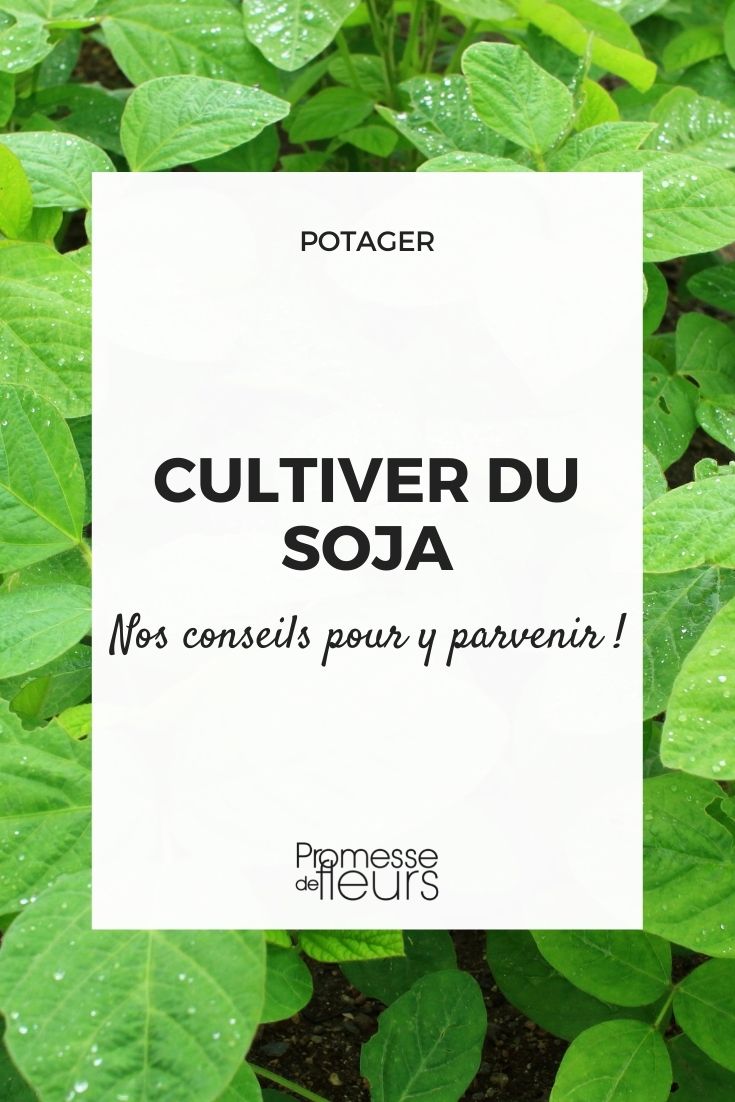 Comment faire pousser du soja dans son potager ? - Blog Promesse de fleurs