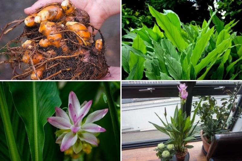 Le curcuma : plantation, récolte, bienfaits - Promesse de Fleurs