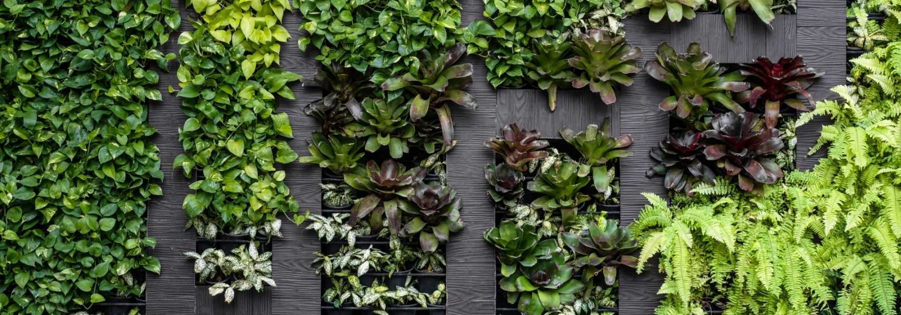 Conception de murs végétaux. Installation de mur végétal intérieur et de mur  végétal extérieur