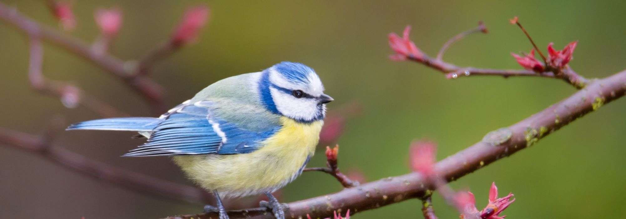 6 Boules de graisse en filet pour oiseaux du jardin - Pour chaque saison -  Boules de