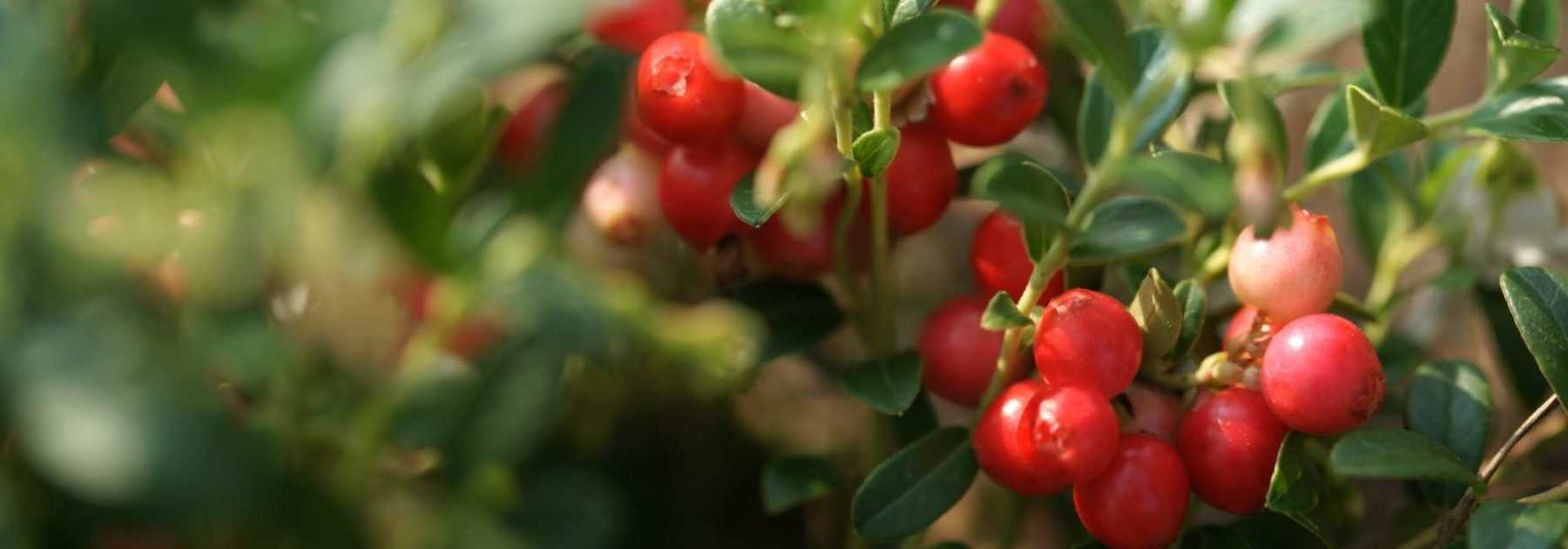 Canneberge, cranberry : plantation, récolte, bienfaits - Promesse de Fleurs