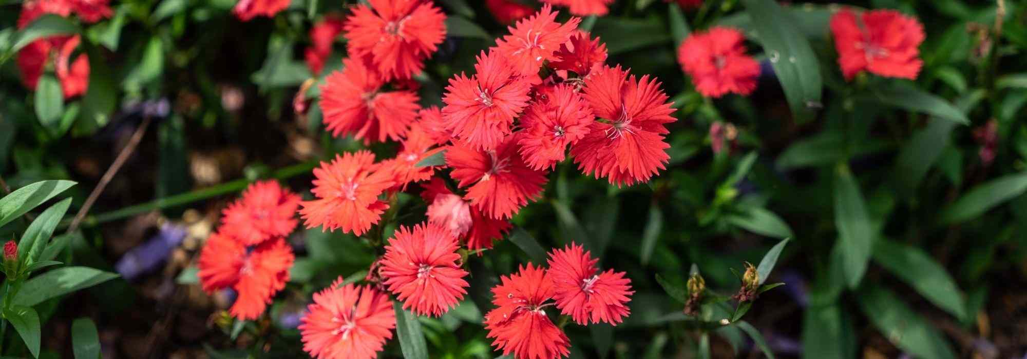 Les 5 plus beaux oeillets rouges - Promesse de Fleurs