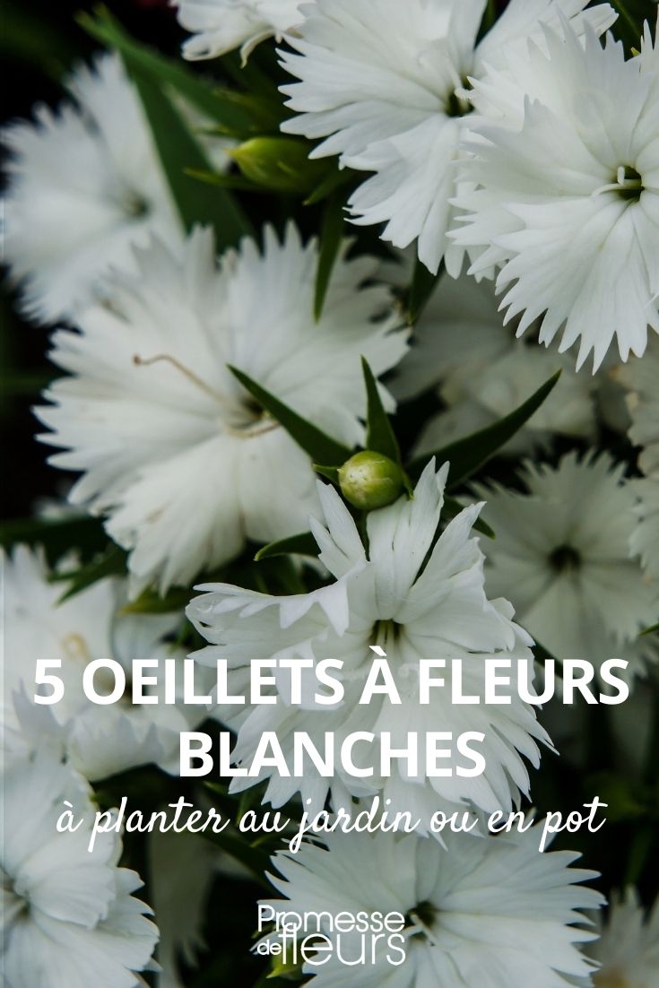 Les 5 plus beaux oeillets blancs - Promesse de Fleurs