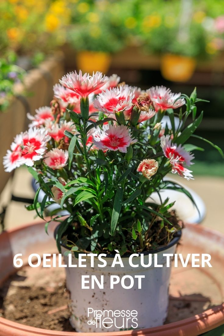 6 œillets à cultiver en pot, bac ou jardinière - Promesse de Fleurs