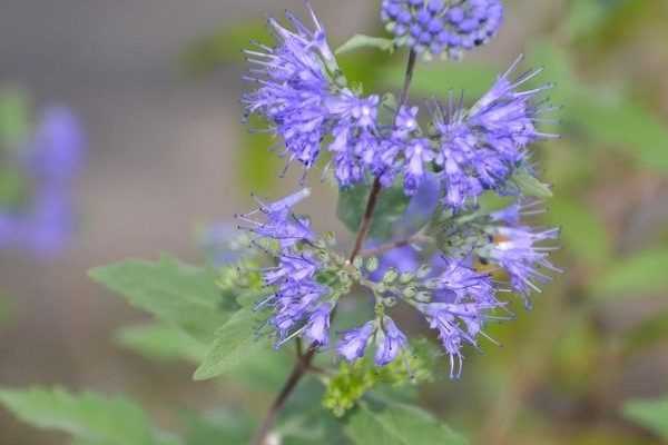 Comment bouturer le Caryopteris ?