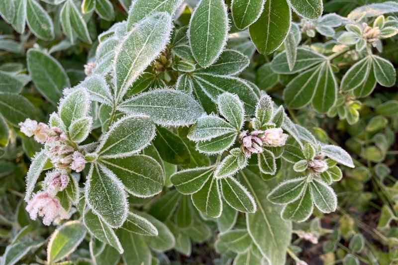 L'hiver au jardin : protéger les plantes du froid, du gel - Nos solutions