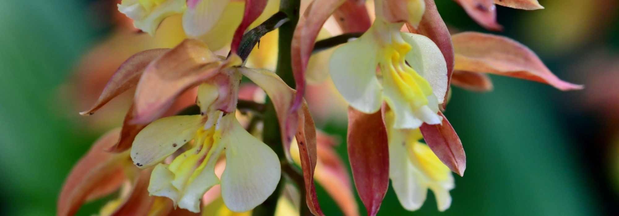 Orchidée orange et son cache-pot kaki - plante d'intérieur fleurie – La  Green Touch