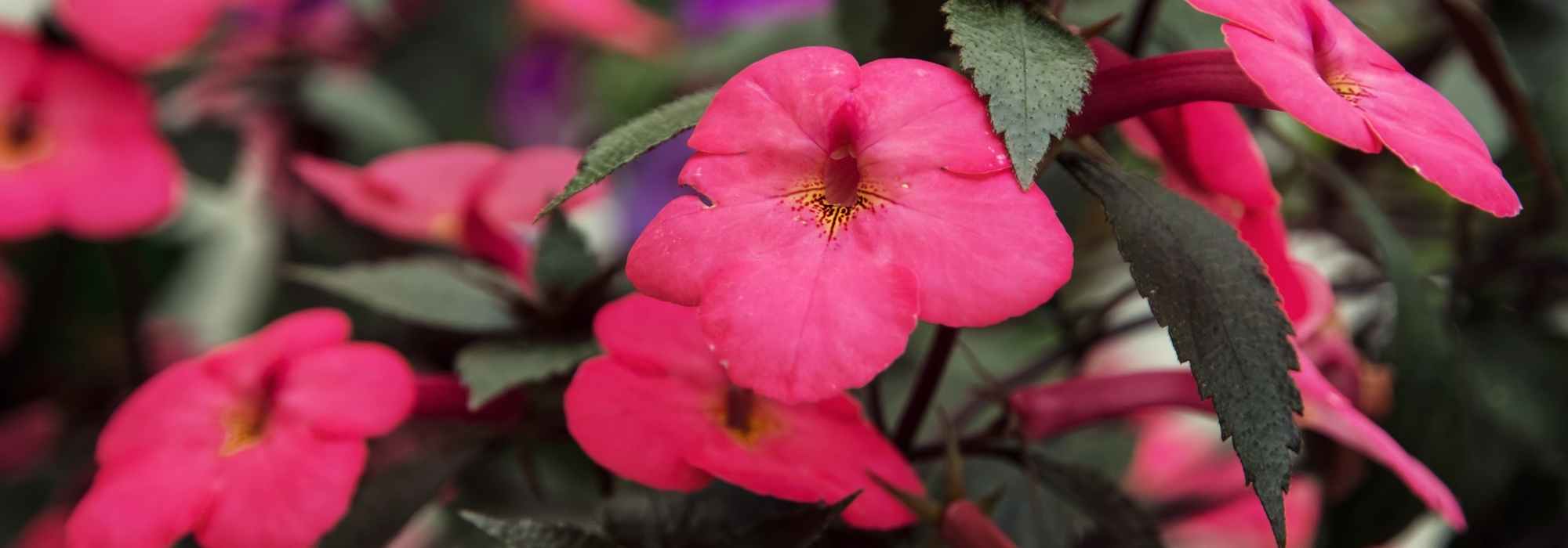 Achimène : planter, entretenir