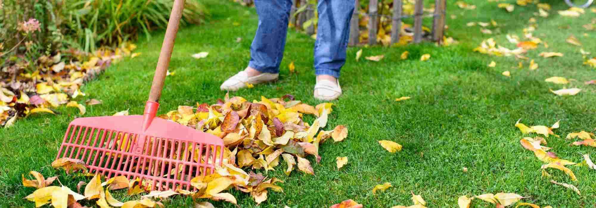Retirer les feuilles mortes: 5 conseils