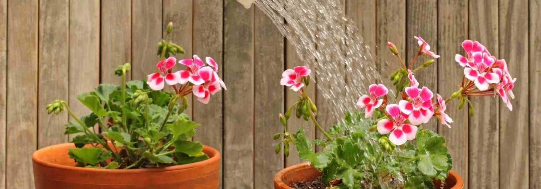 Vacances - Astuces pour arroser ses plantes pendant de longues absences -  Conseils Jardinage 