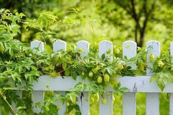 Palisser et tuteurer le houblon