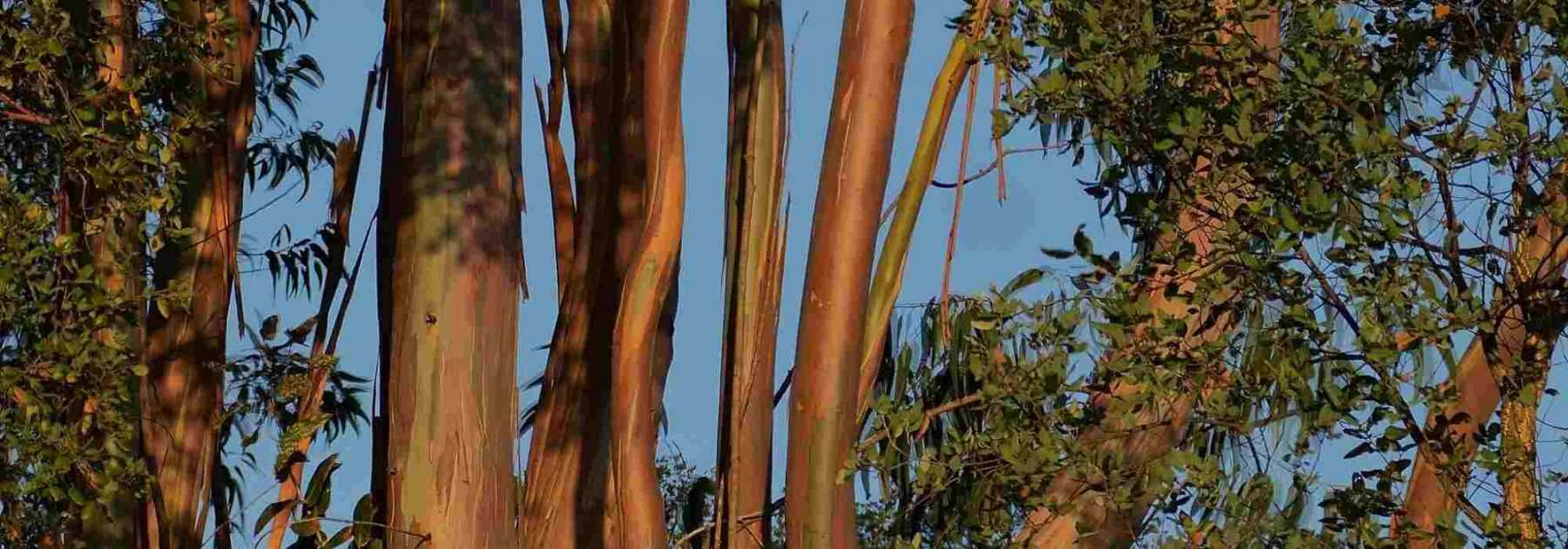 Feuilles d'eucalyptus bio - Sol à Sol
