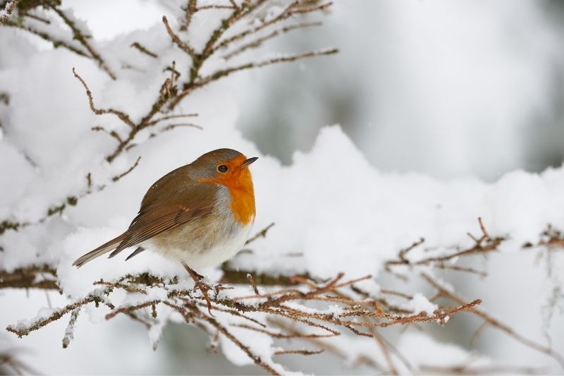Conseils pour prendre soin des oiseaux sauvages en hiver