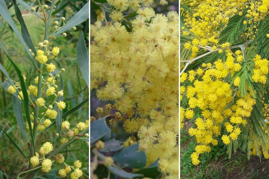 Frostharte Mimosen-Sorten
