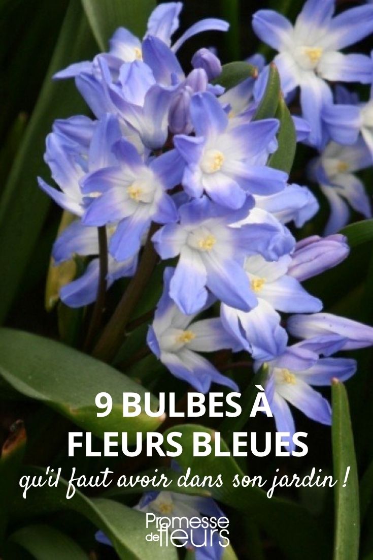 9 bulbes de printempsà fleurs bleues qu'il faut avoir au jardin