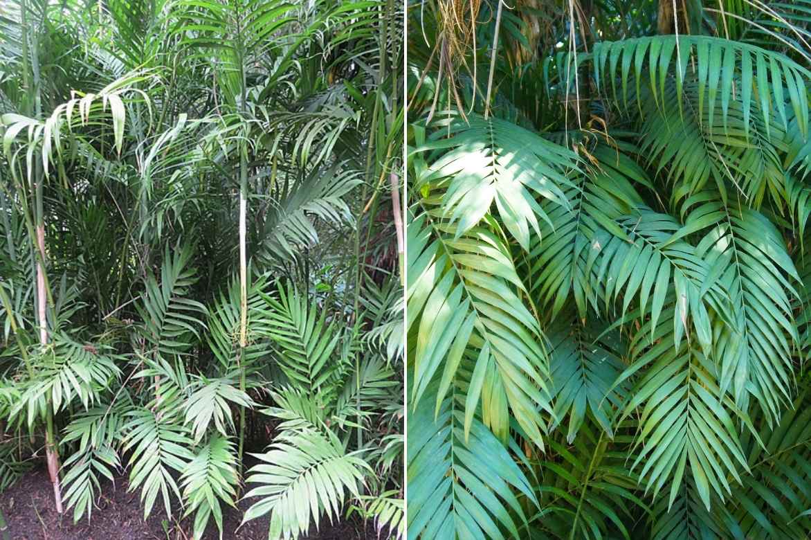 Le Chamaedorea un palmier d'intérieur facile à cultiver – Osez Planter Ça  Pousse