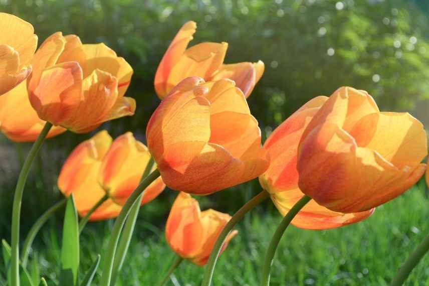 Tulipe Triumph Cairo, bulbe a fleurs orange, bulbe floraison orange, vivace bulbeuse orange