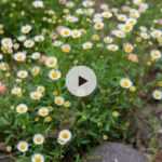 Erigeron karvinskianus : Des mois de fleurs