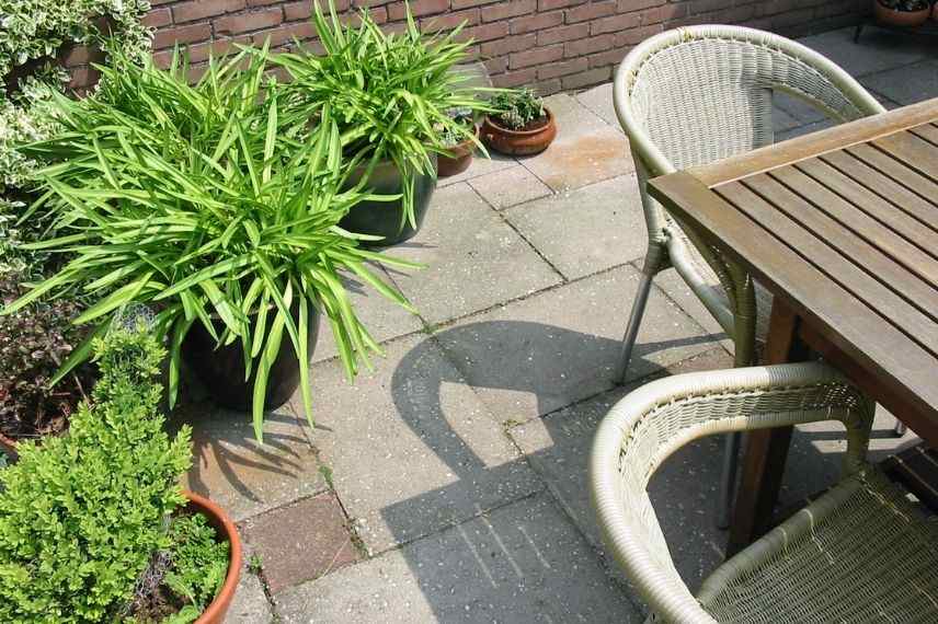 soigner plante en pot sur terrasse