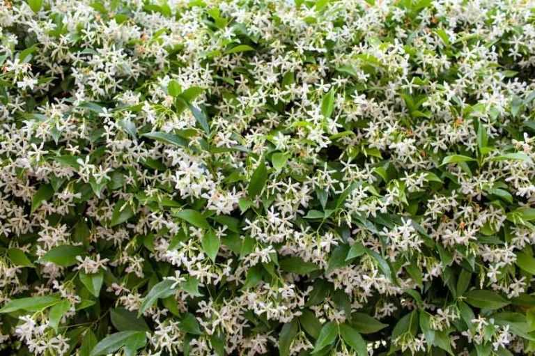 Plante Grimpante Fleur Blanche