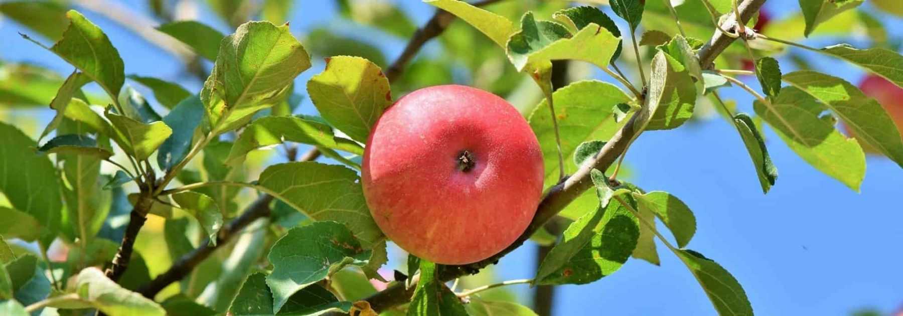 Filet à fruit - Protection des arbres fruitiers, vente au meilleur prix