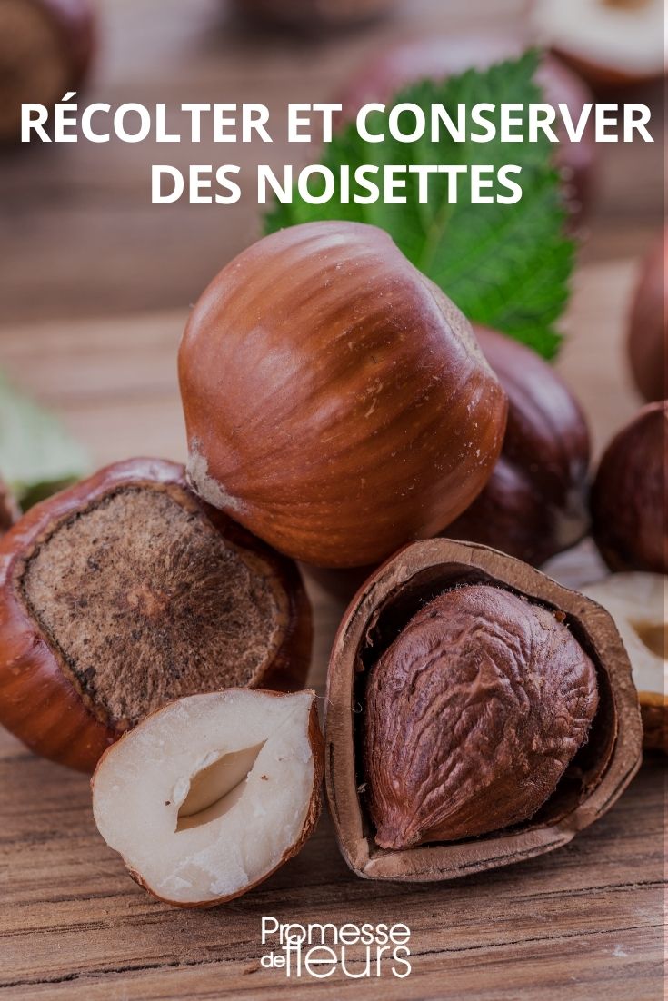 La culture de la noisette – ASSOCIATION « CASSE-NOISETTES »