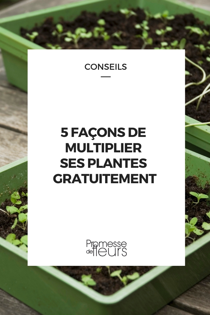 Multiplication de l'artichaut : bouturage ou semis ? - Jardins de France
