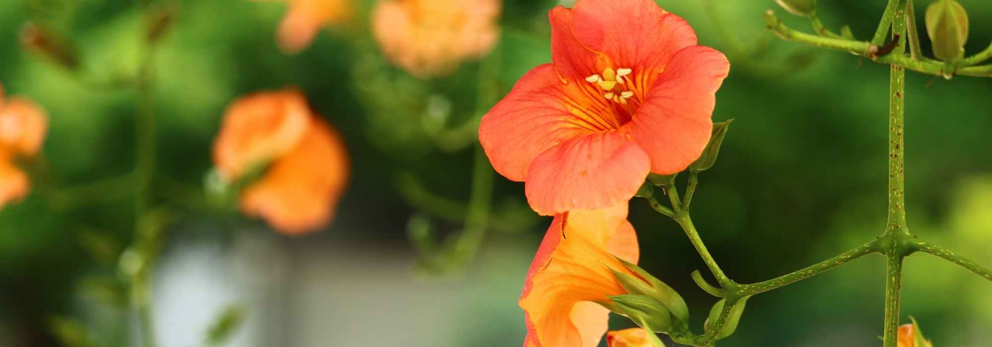 7 plantes grimpantes à fleurs orange qu'il faut avoir dans son jardin