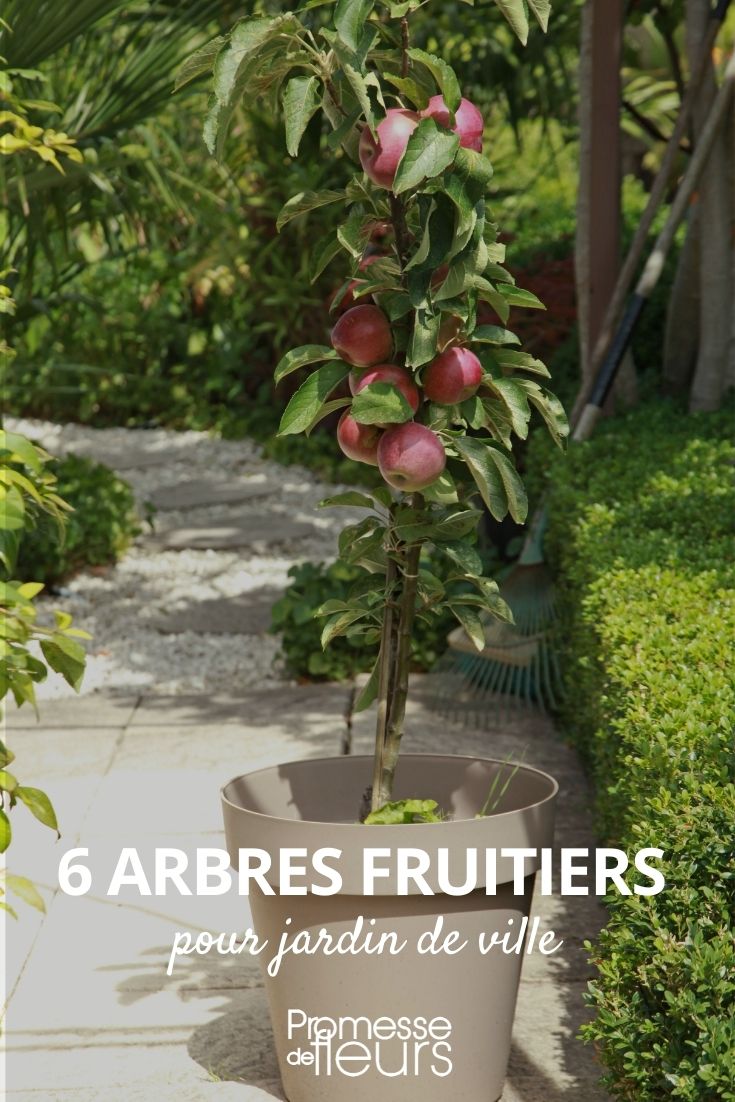 6 arbres fruitiers pour jardin de ville - Promesse de Fleurs