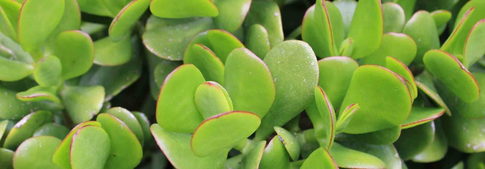 Quelles différences entre plantes succulentes et plantes grasses ?