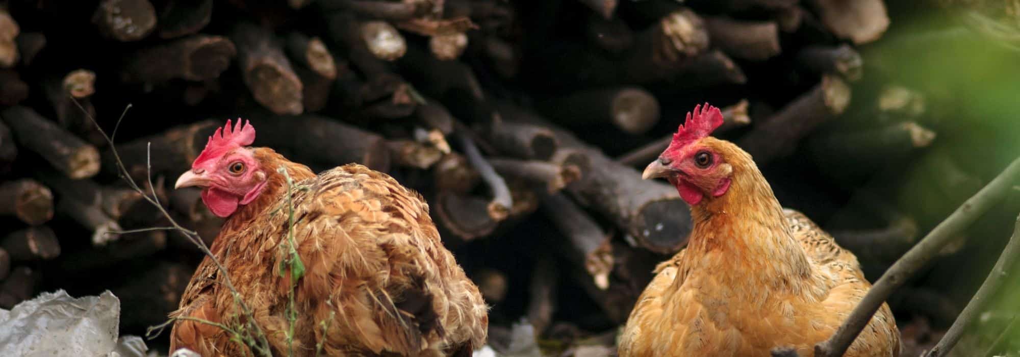 POULAILLER : Filet anti rapace et grippe aviaire ! [INSTALLATION