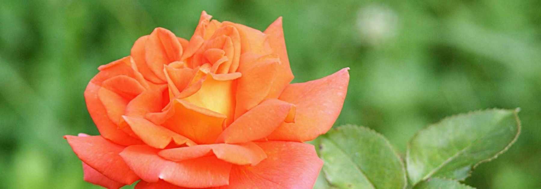 La Pousse Verte - Fleurs séchées comestibles - Rose de Damas à