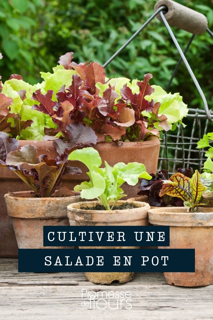 Des contenants sur mesure et une mise en pot pour réussir les cultures -  Les plants de légumes