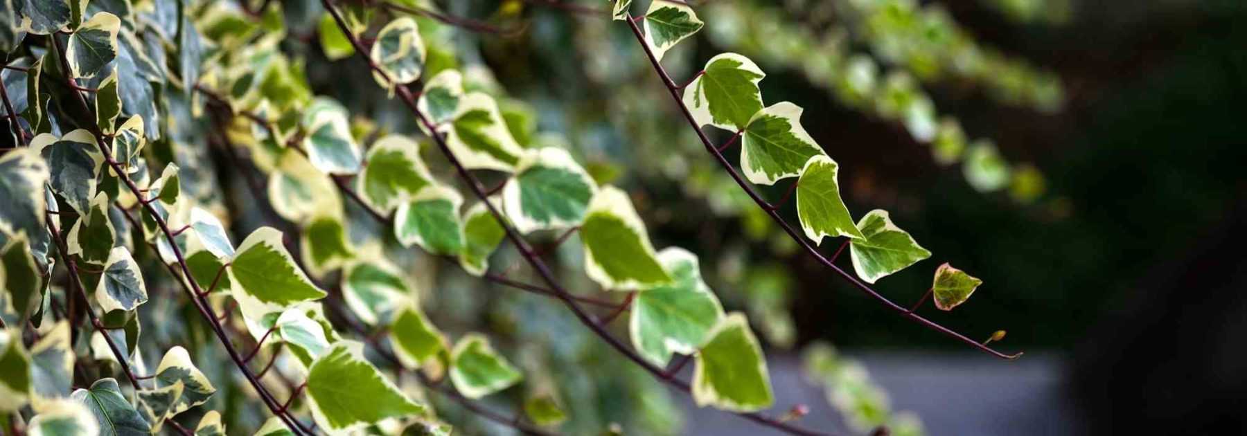 Comment choisir le cache-pot idéal pour sublimer votre plante d'intéri – La  Green Touch