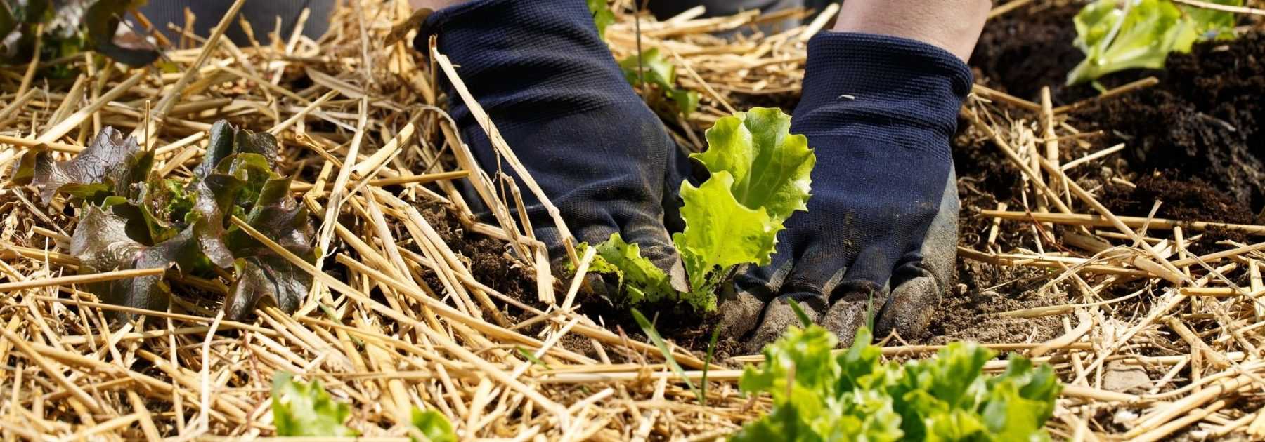 Le paillage du jardin : récupérez vos déchets verts et nourrissez votre sol  