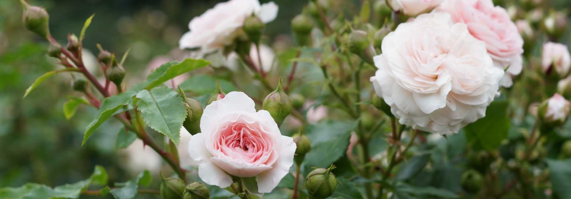 Plante de rose,arbuste vivace fleur ornementale,rosiers a planter